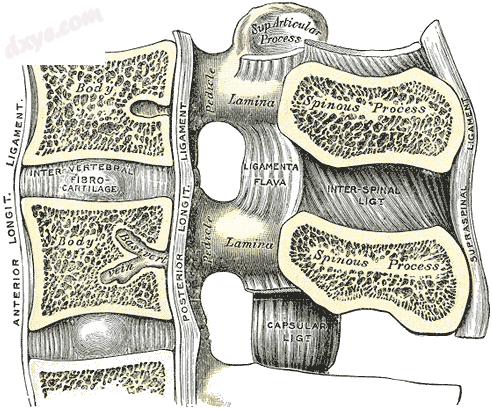 Median sagittal section of two lumbar vertebrae and their lig.png