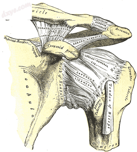 The left shoulder and acromioclavicular joints, and the proper ligaments of the .png