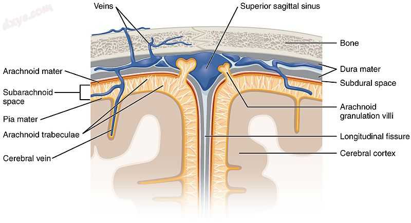 Diagram of section of top of brain showing the meninges and subarachnoid space.jpg