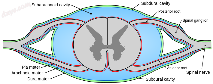 Diagram of section of spinal cord showing the meninges and spaces. Subarachnoid .png