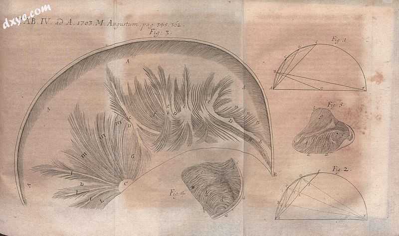 Illustration of the work by Antonio Pacchioni Disquisitio anatomicae de durae me.jpg