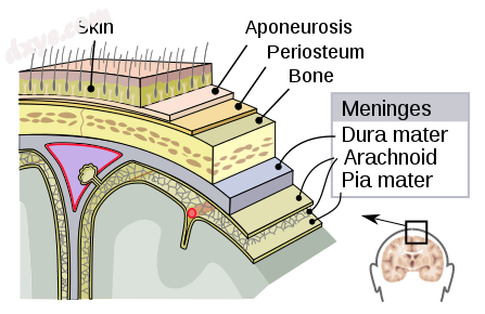 The meninges dura mater, arachnoid mater and 软脑膜.png