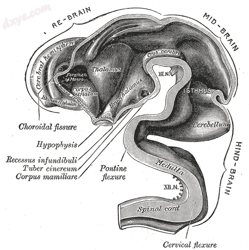 Brain interior at 5 weeks.png