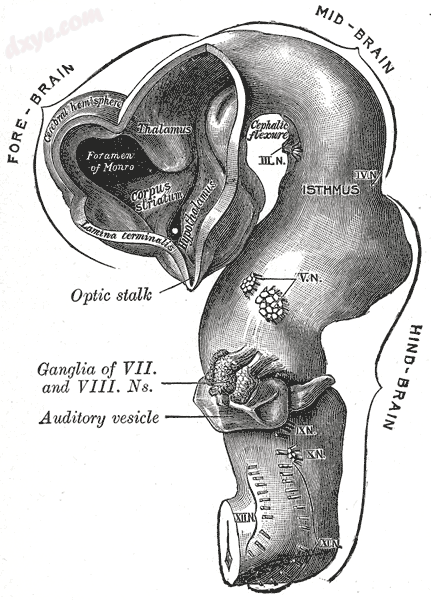 Brain of human embryo at 4.5 weeks, showing interior of forebrain.png