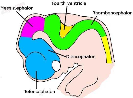 Brain of a human embryo in the sixth week of development.jpg