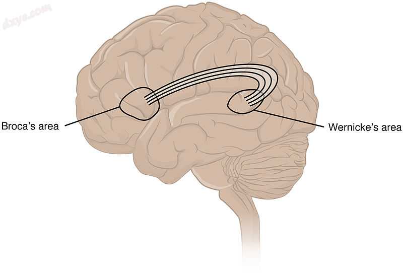 Broca&#039;s area and Wernicke&#039;s area are linked by the arcuate fasciculus..jpg