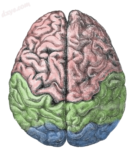Cerebral lobes the 额叶 (pink), 顶叶 (green) and 枕叶.png