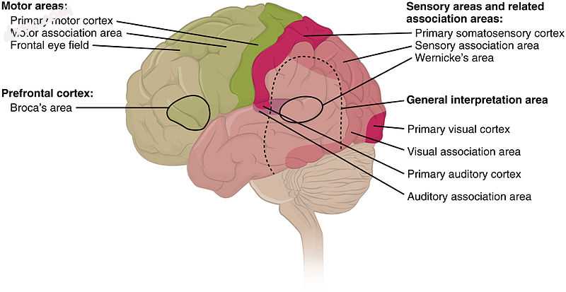 Cortical areas.jpg