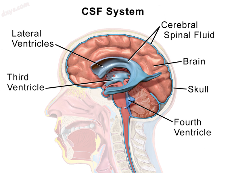 Cerebrospinal fluid circulates in spaces around and within the brain.png