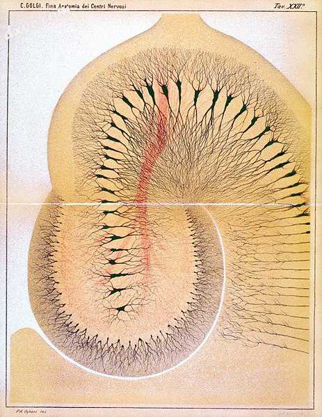 Drawing by Camillo Golgi of vertical section of rabbit 海马, from his.jpg