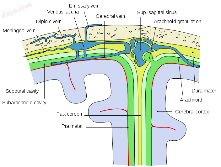 Diagram showing features of cerebral outer membranes and supply of blood vessels.png