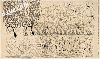 Drawing of cells in chick 小脑 by Santiago Ramón y Cajal, from.jpg