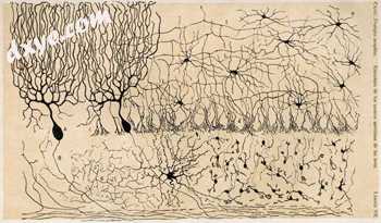 Drawing of cells in chick 小脑 by Santiago Ramón y Cajal, from.jpg