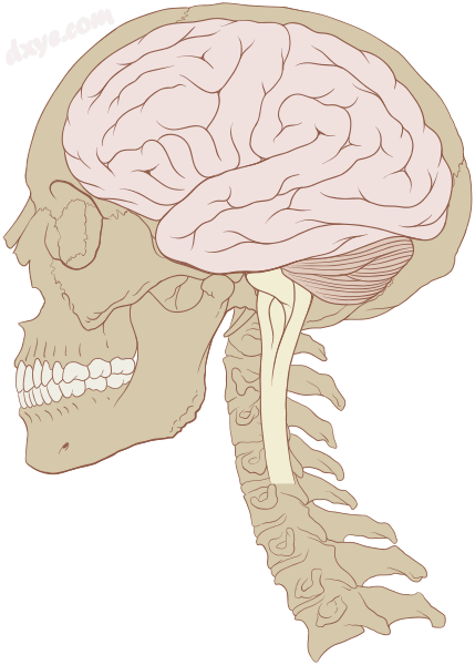 Human brain and skull.png