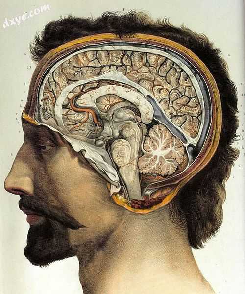 Human brain (sagittal section).jpg