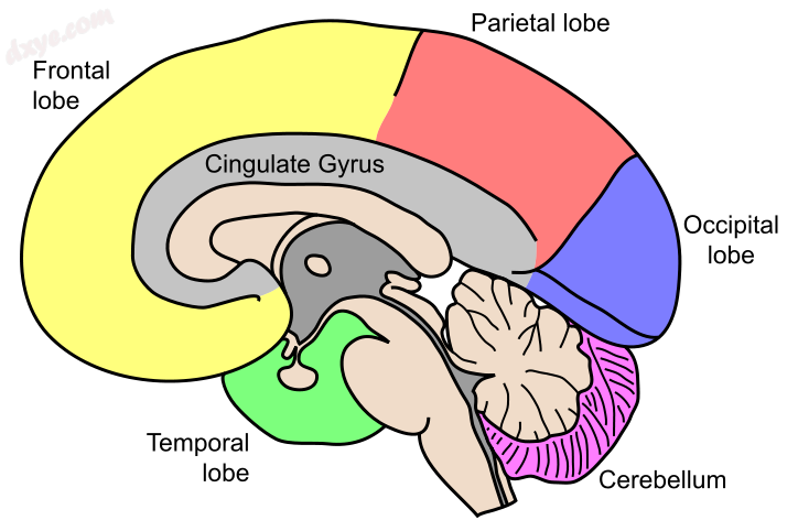 Lobes of the brain.png