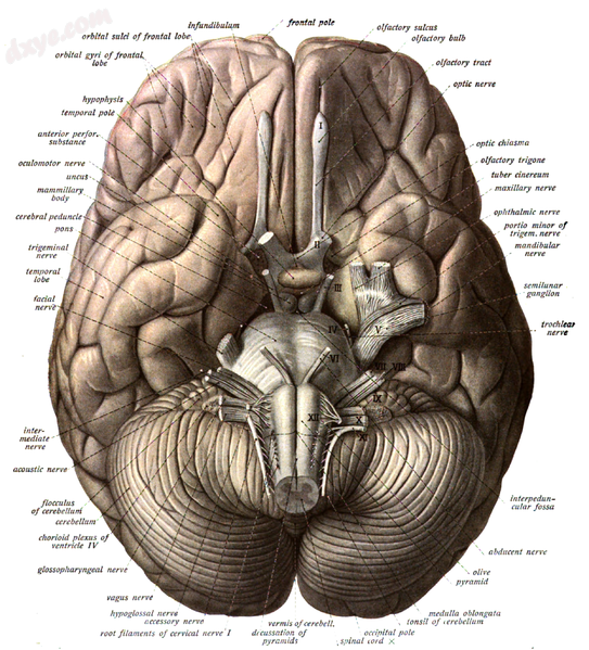 Human brain viewed from below, showing 小脑 and brainstem.png