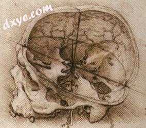One of Leonardo da Vinci&#039;s sketches of the human skull.jpg