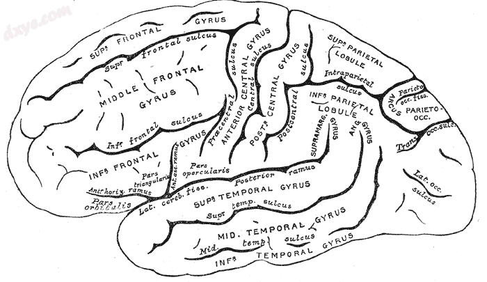 Major gyri and sulci on the lateral surface of the cortex.png