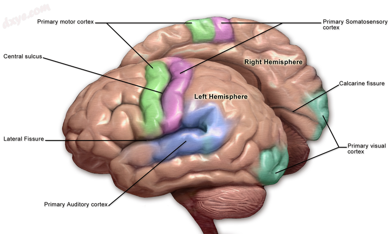 Motor and sensory regions of the brain.png