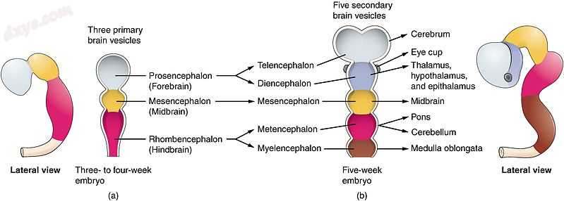 Primary and secondary vesicle stages of development in the early embryo to the f.jpg