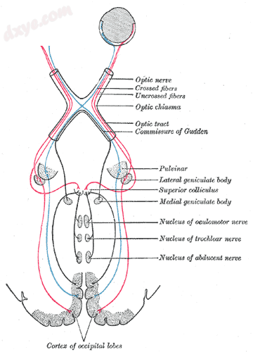 Routing of neural signals from the two eyes to the brain.png