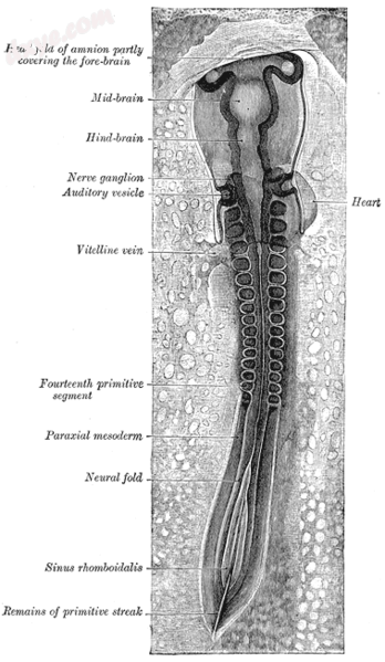 Chicken embryo of thirty-three hours’ incubation, viewed from the dorsal aspect.png