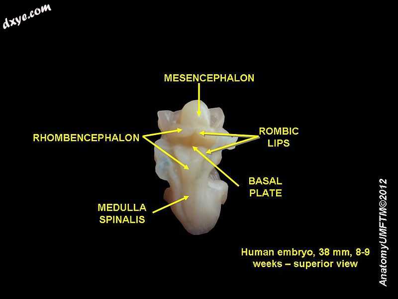 Hindbrain of human embryo.jpg