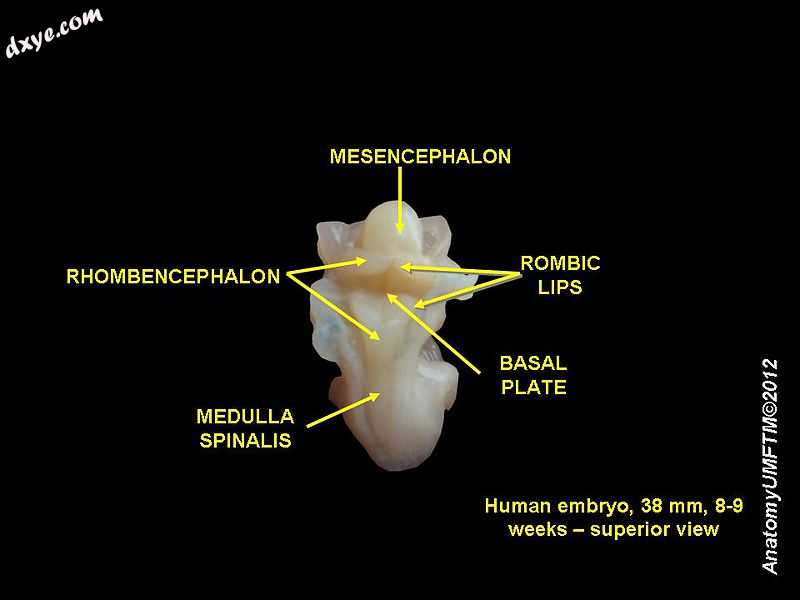 Hindbrain of human embryo.jpg