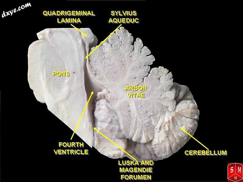 Rhombencephalon.jpg