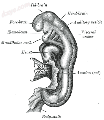 Human embryo between eighteen and twenty-one days..png