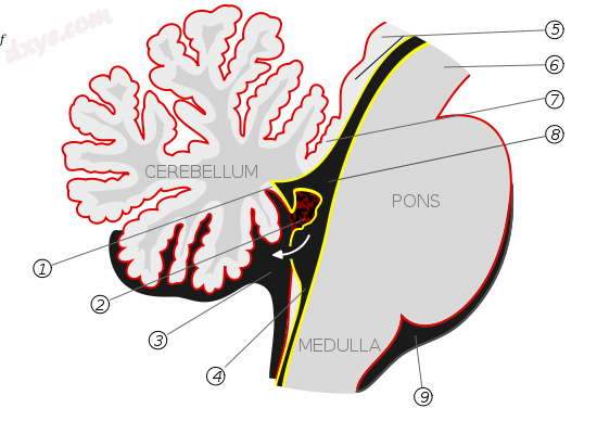 Scheme of roof of 第四脑室..png