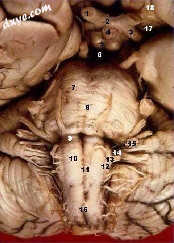 Medulla and parts (10-16) - (10) pyramid; (11) the anterior median fissure; (15).jpg