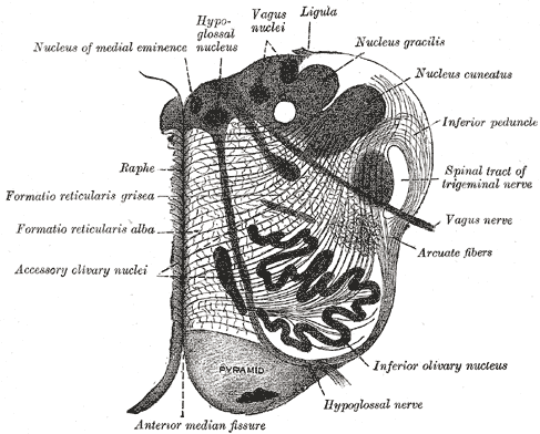 Section of the 延髓 at about the middle of the olivary body.png