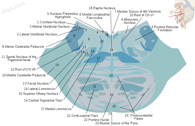 Cross-section of lower pons, axons shown in blue, grey matter in light grey. Ant.png