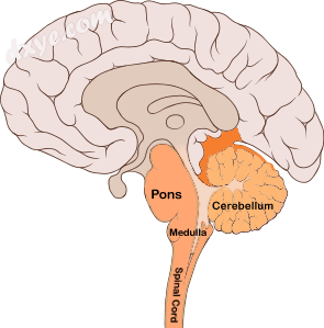 Pons in the brainstem.png