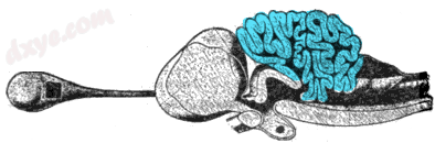 Cross-section of the brain of a porbeagle shark, with the 小脑 highlighted.png