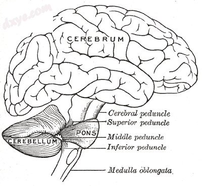 Drawing of the human brain, showing 小脑 and pons.png