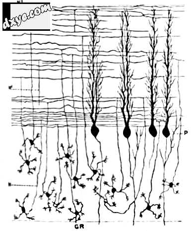 Granule cells (GR, bottom), parallel fibers (horizontal lines, top), and Purkinj.png