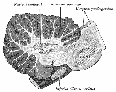 Sagittal cross-section of human 小脑, showing the dentate nucleus, as well.png