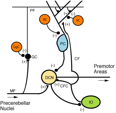 Microcircuitry of the 小脑.png