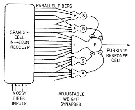 Model of a cerebellar perceptron, as formulated by James Albus.jpg