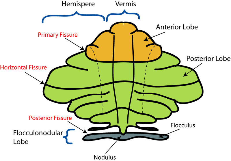 Schematic representation of the major anatomical subdivisions of the cerebell.png