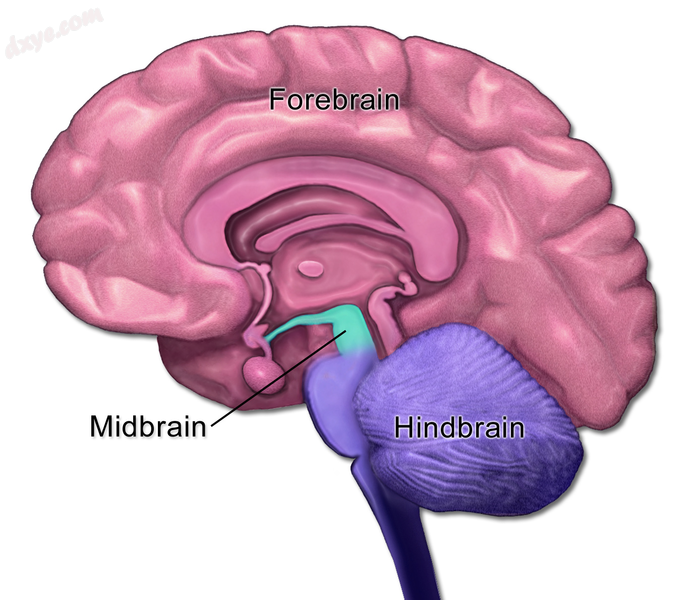 Brain anatomy – forebrain, midbrain, hindbrain..png