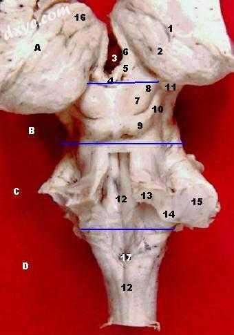 Brainstem (dorsal view)..jpg