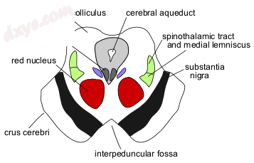 Cross-section of the midbrain at the level of the 上丘.png