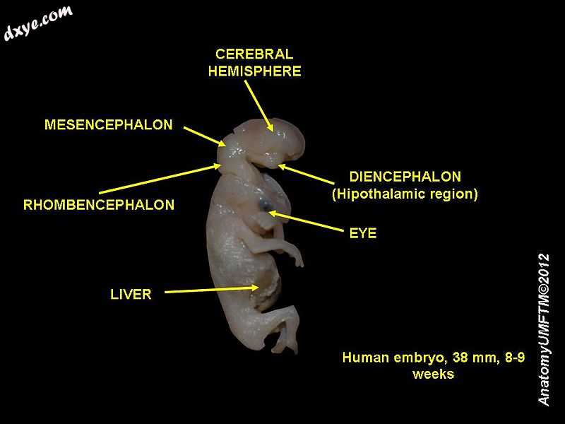 Mesencephalon of human embryo.jpg