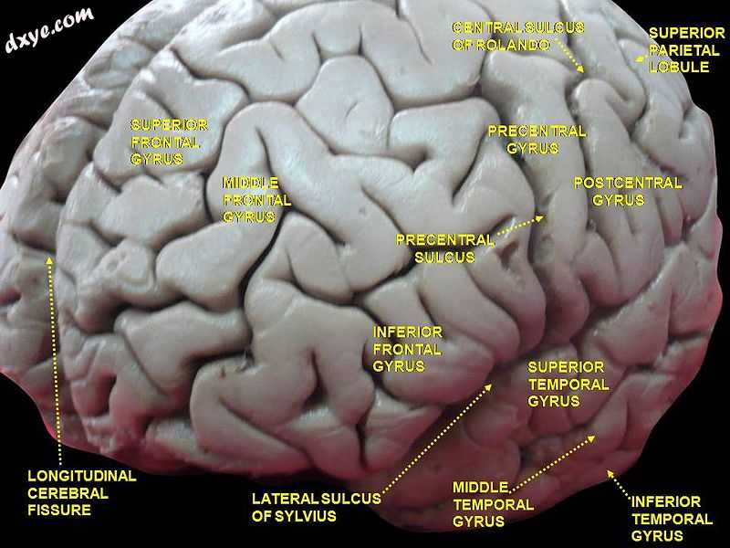 Cerebrum. Lateral face. Deep dissection..jpg