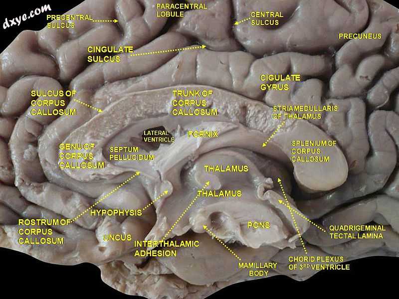 Cerebrum. Medial face. Deep dissection..jpg