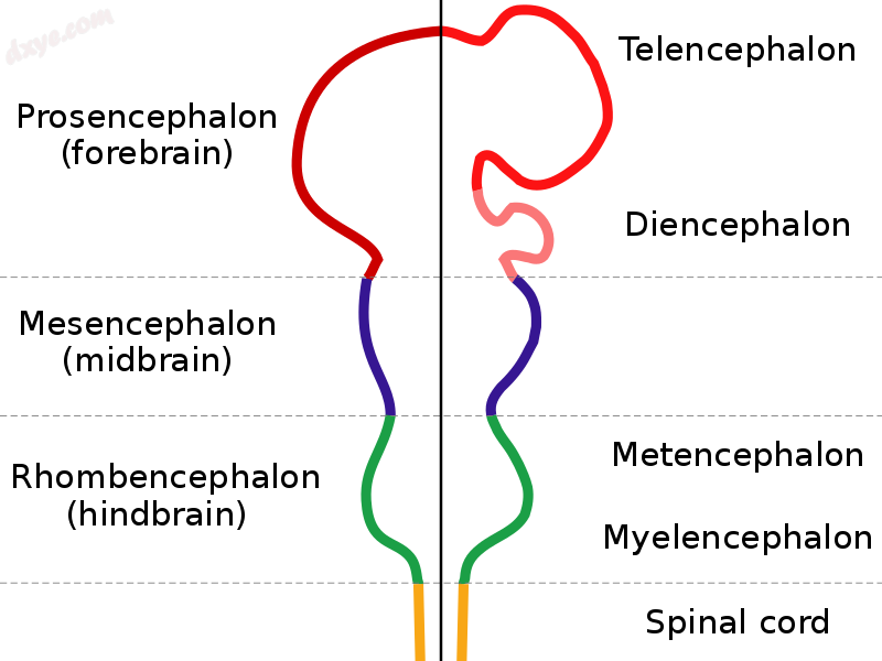 Diagram depicting the main subdivisions of the embryonic vertebrate brain..png